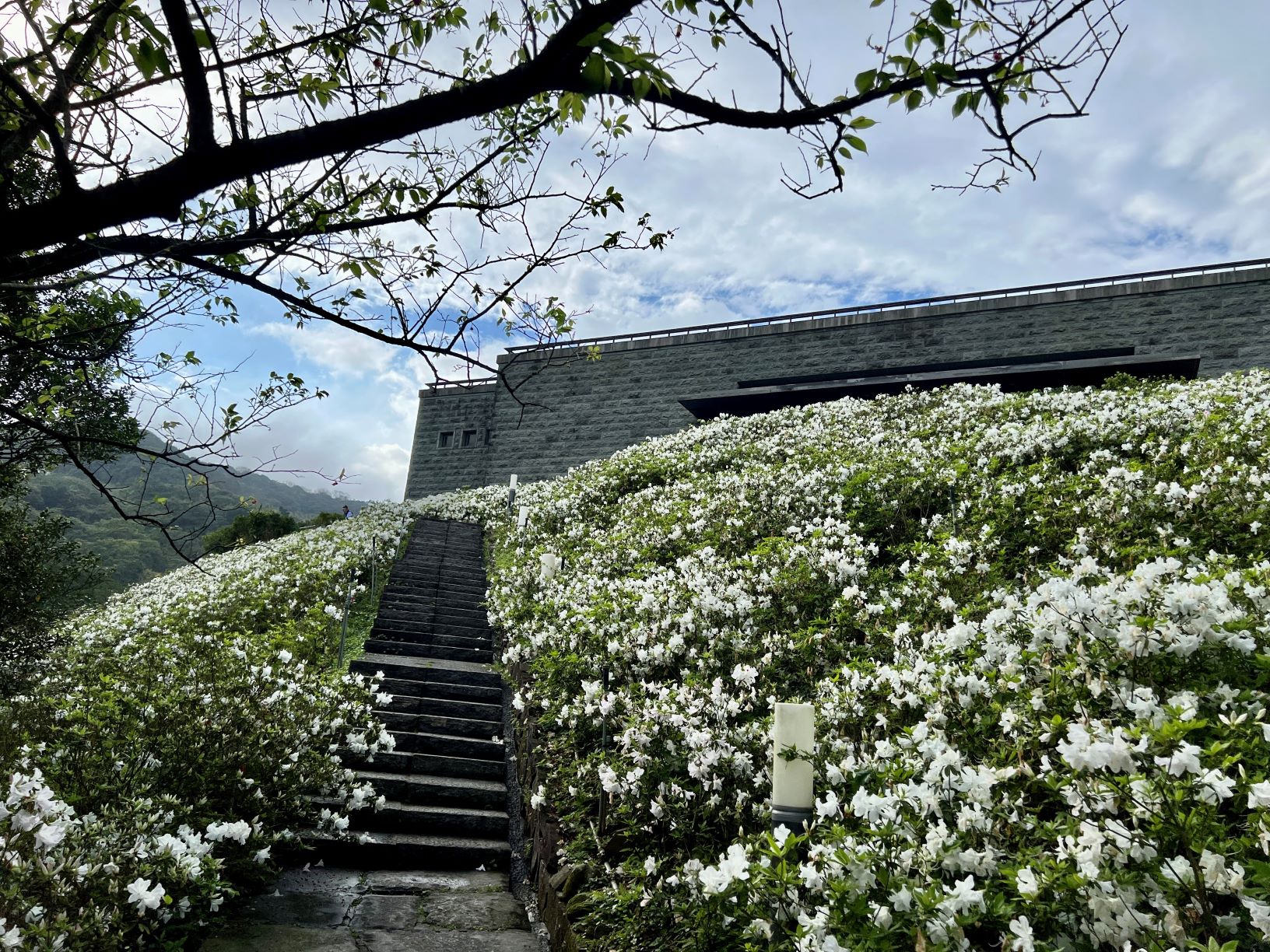法鼓山世界佛教教育園區首次開放園內祈願步道,近7,000株漫山雪白杜鵑花海綻放