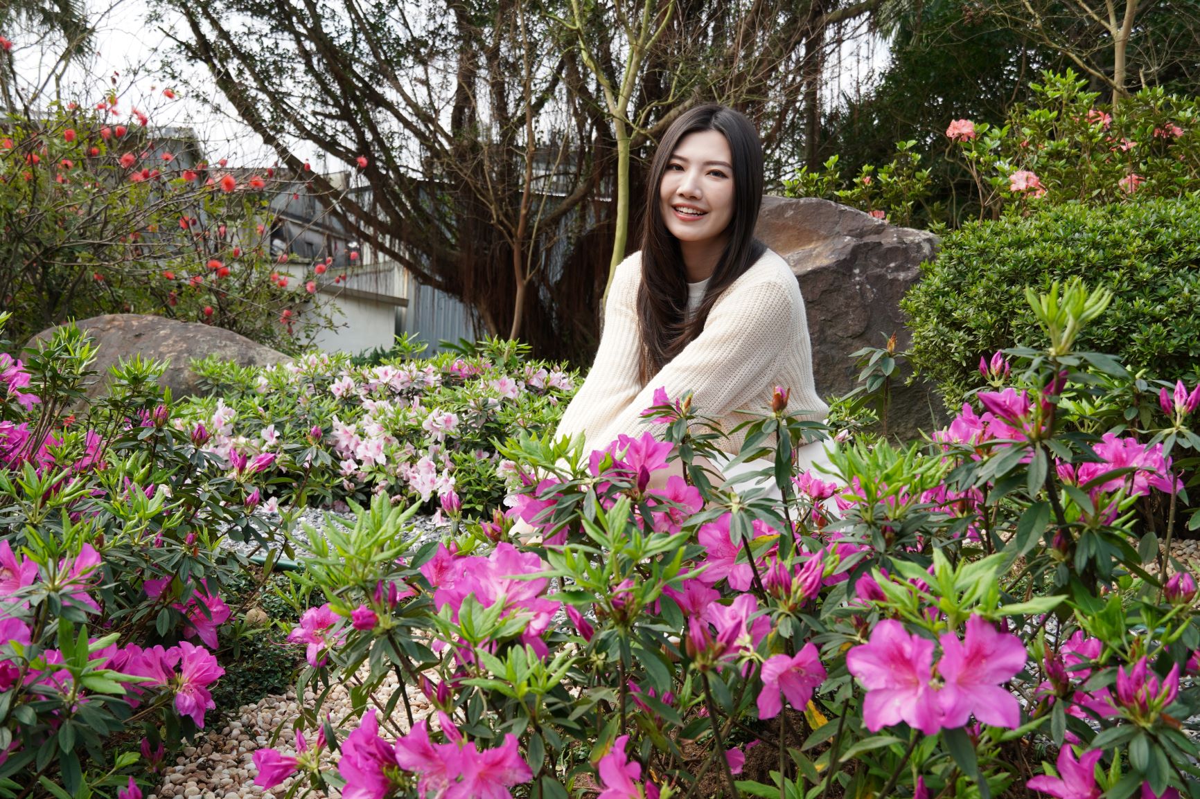 現杜鵑花滿開，新北市農業局邀請民眾至萬里金山賞花