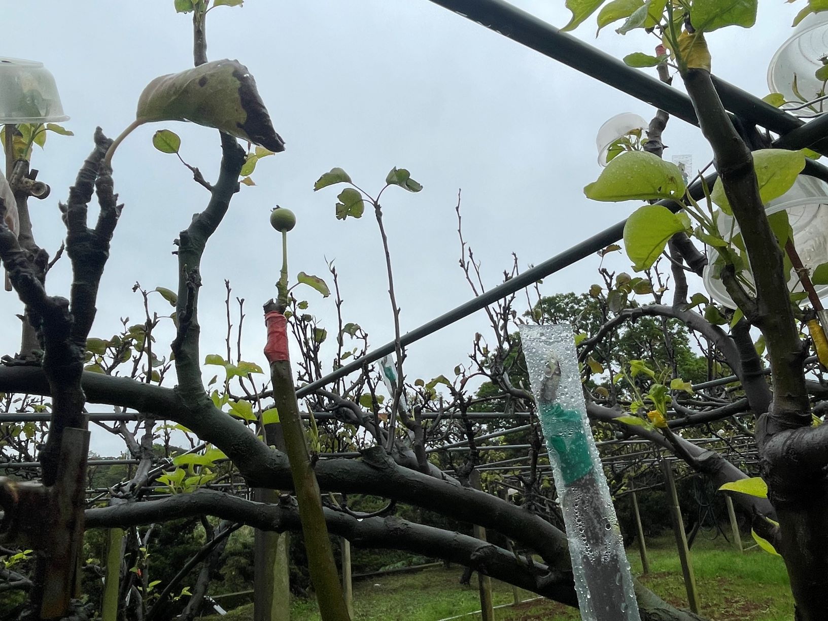農業局亦將持續關高接梨穗生長情形,並請公所持續查報各地生長情形