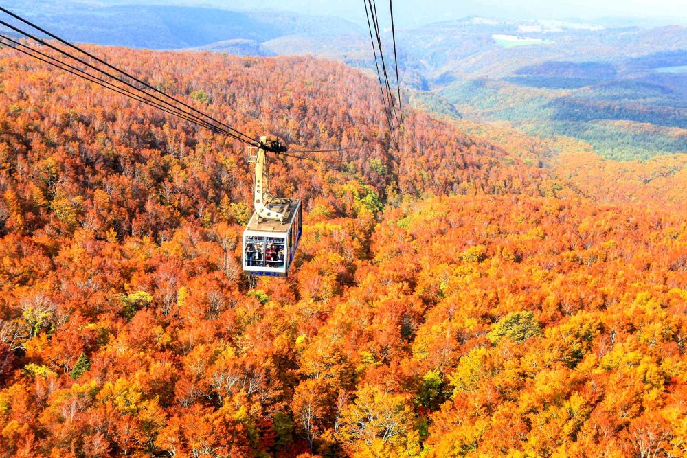 日本東北的八甲田山纜車，可以欣賞滿山漸層紅黃綠的楓紅美景。
