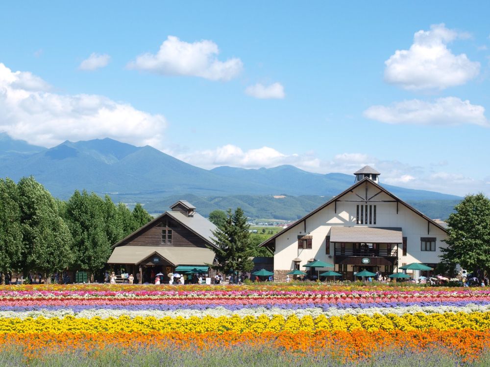日本北海道富田農場，園區以擁有大片薰衣草花田聞名。