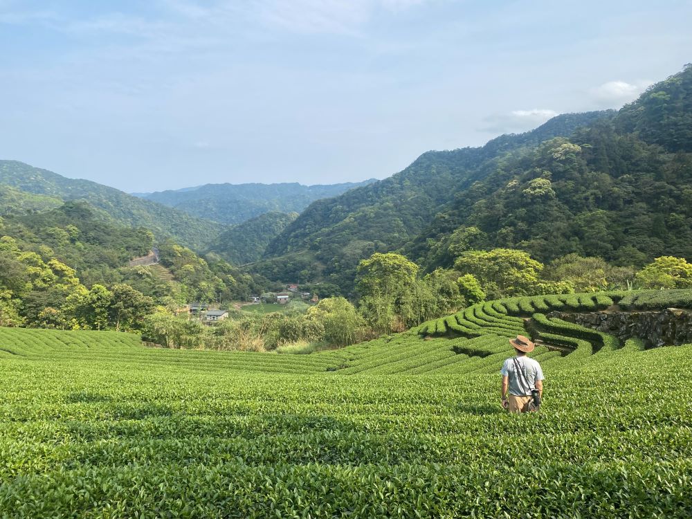 坪林優質好茶，暑假最佳消暑勝地