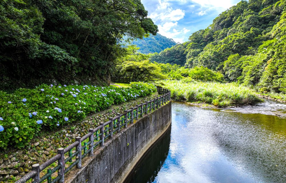 新北市景觀處在灣潭溪前打造水岸型景觀廊道與種植繡球花，夏季逐一盛開時予人清爽的美感