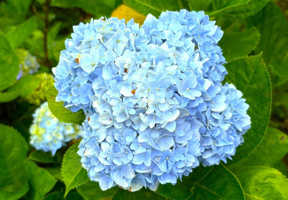 每年5月到6月初夏，繡球花季的來臨，灣潭古道的繡球花也迎來了盛開的季節