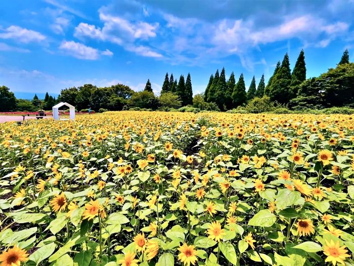 久住高原