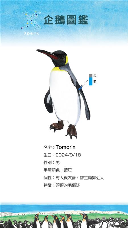 企鵝圖鑑更新-國王企鵝Tomorin