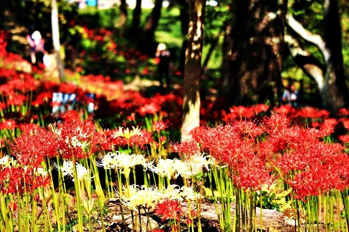 船岡城址公園 曼珠沙華祭