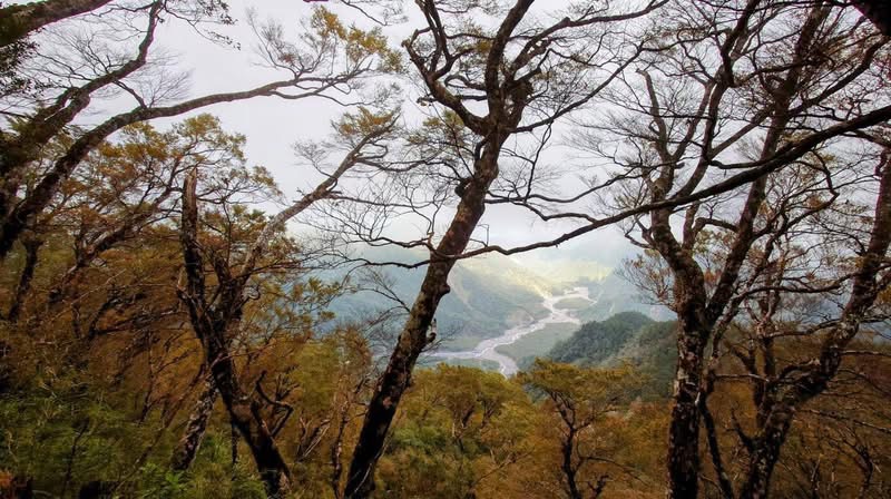 太平山-山毛櫸