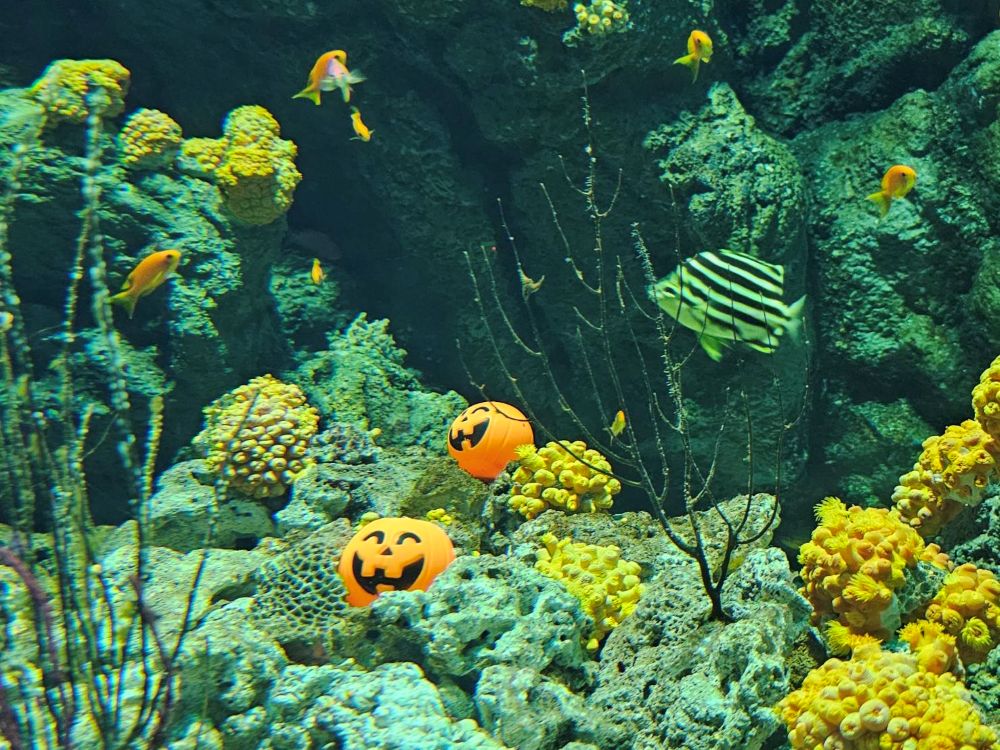 Xpark萬聖節限定南瓜裝飾