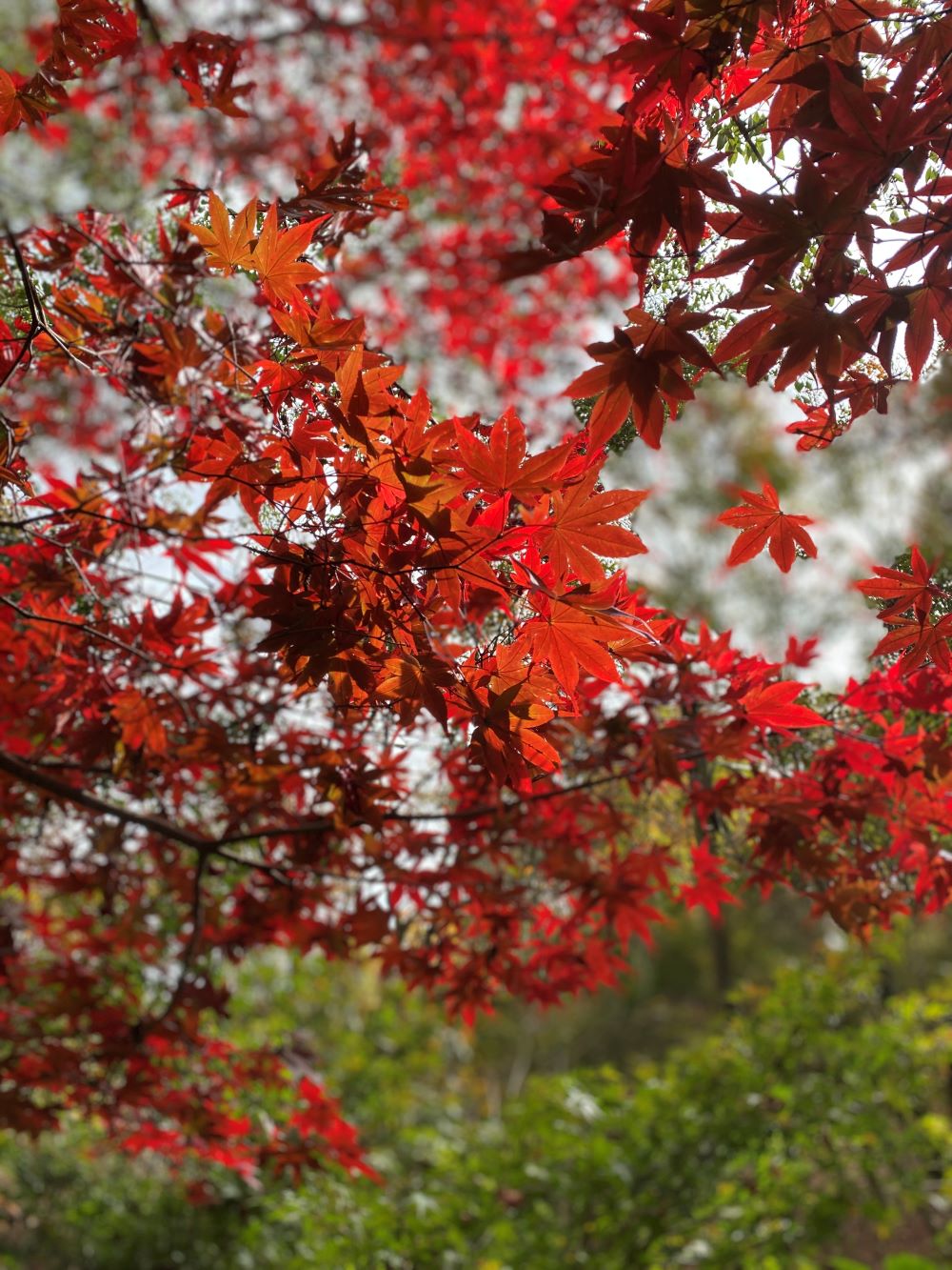 梨山楓葉季到來-台中go推出梨山楓葉季交通時數套票-歡迎民眾選購