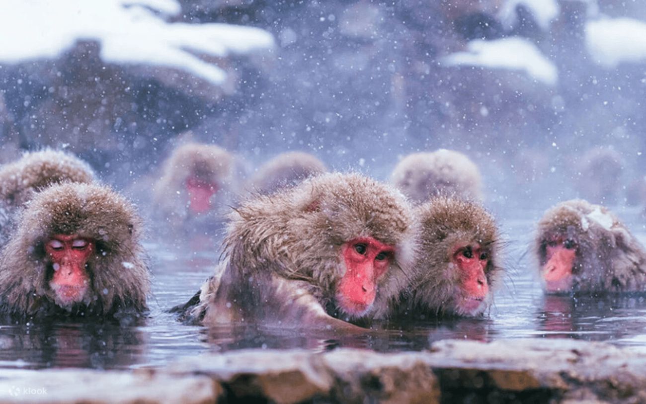 Klook地獄谷雪猴溫泉一日遊