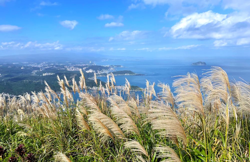 九份山城芒花隨風飛舞,與層疊山巒與海岸線交織成動人美景。