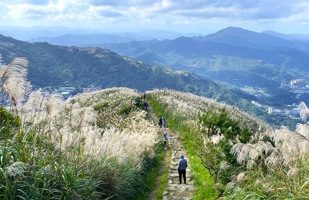基隆山步道滿山芒花飛舞,展現特有的遼闊風光。
