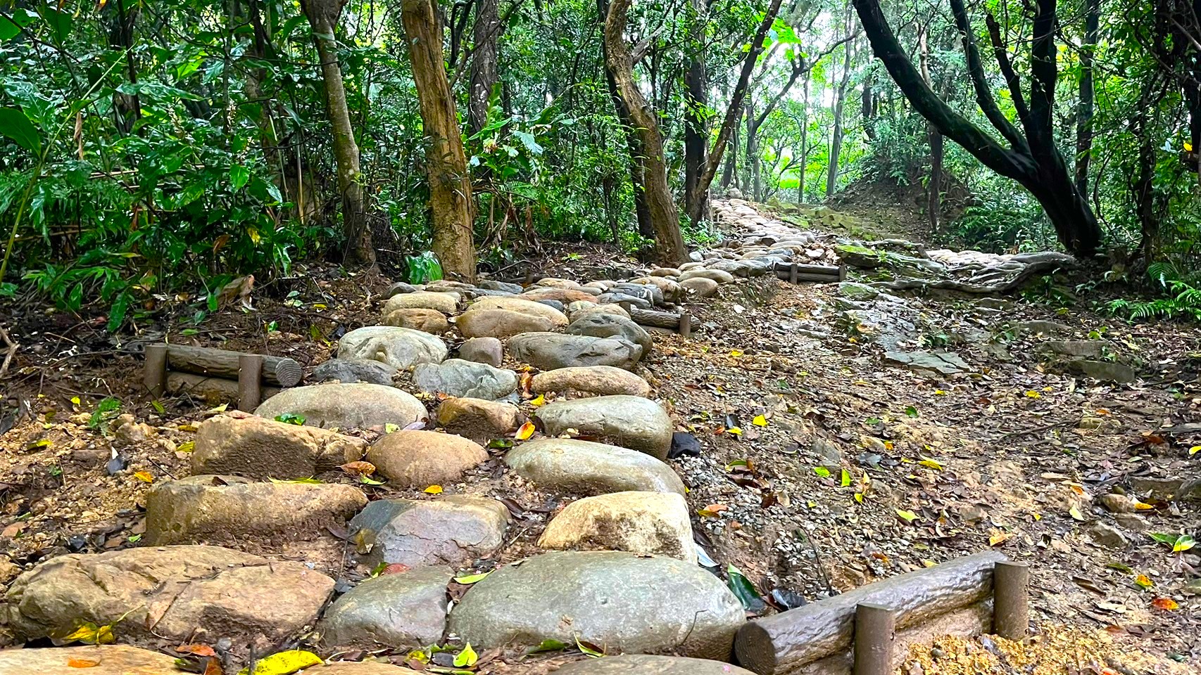 大棟山步道以既有木樁結合石塊,保留自然原貌並維持良好排水,是體驗山林生態與健行休憩的熱門路段。