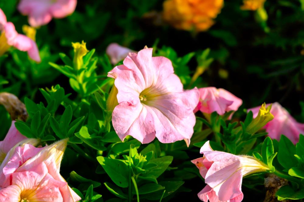 ed5c02a7-f2c8-4ac1-85d3-da10e7ae0f68