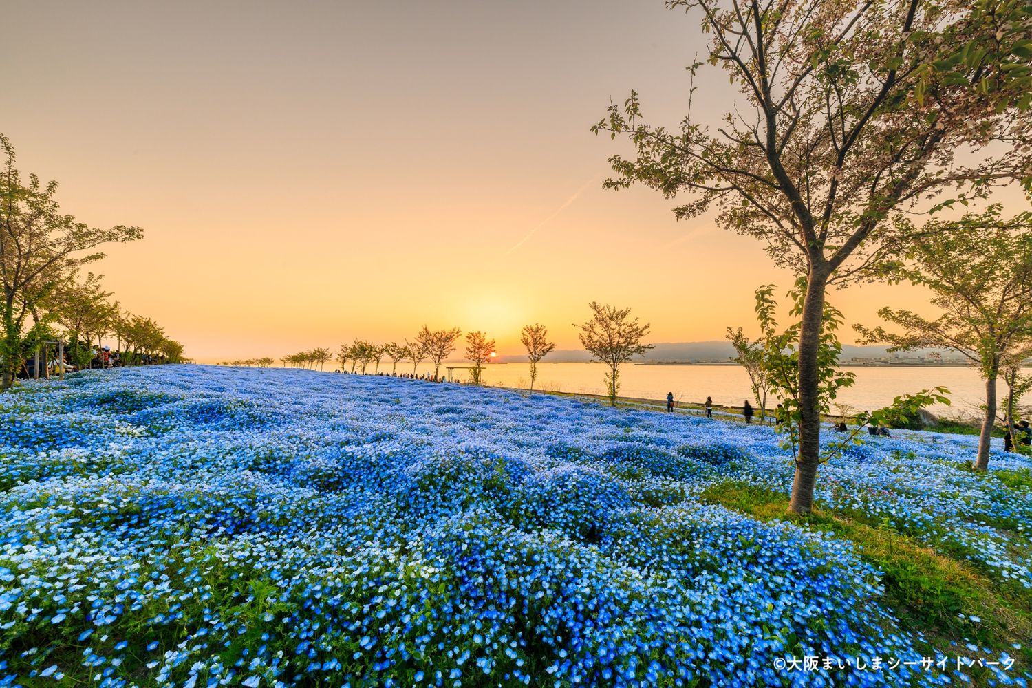 大阪春天最夢幻！舞洲粉蝶花祭2026開跑，舞洲花海與大阪灣同框超療癒！
