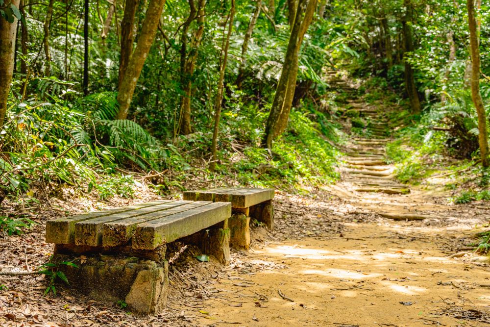 邀請名民眾一同走進茶山古道，放慢腳步、打開五感