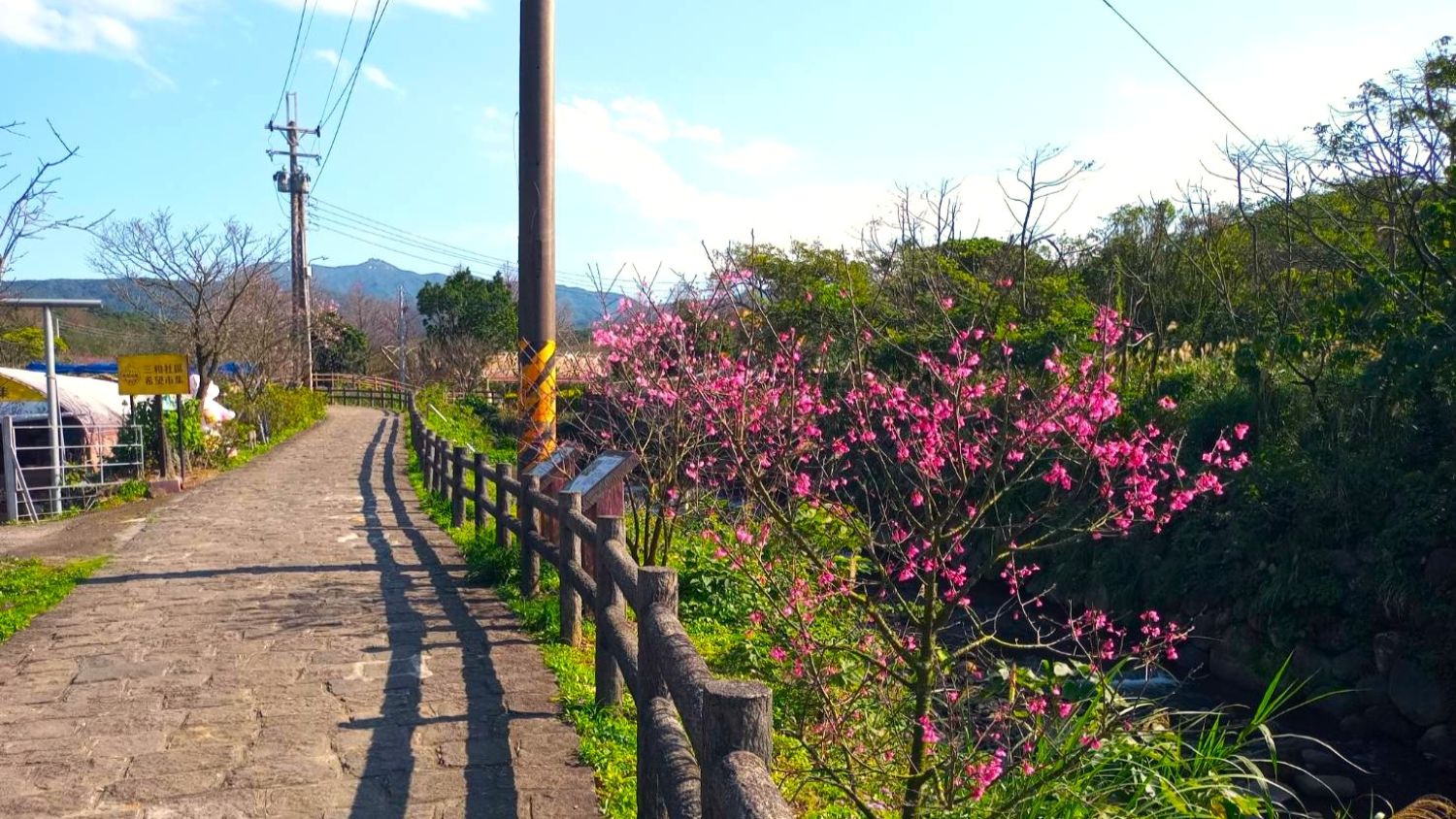 新北賞櫻小旅行開跑！淡水、三芝粉色花海登場，春日浪漫正盛開！