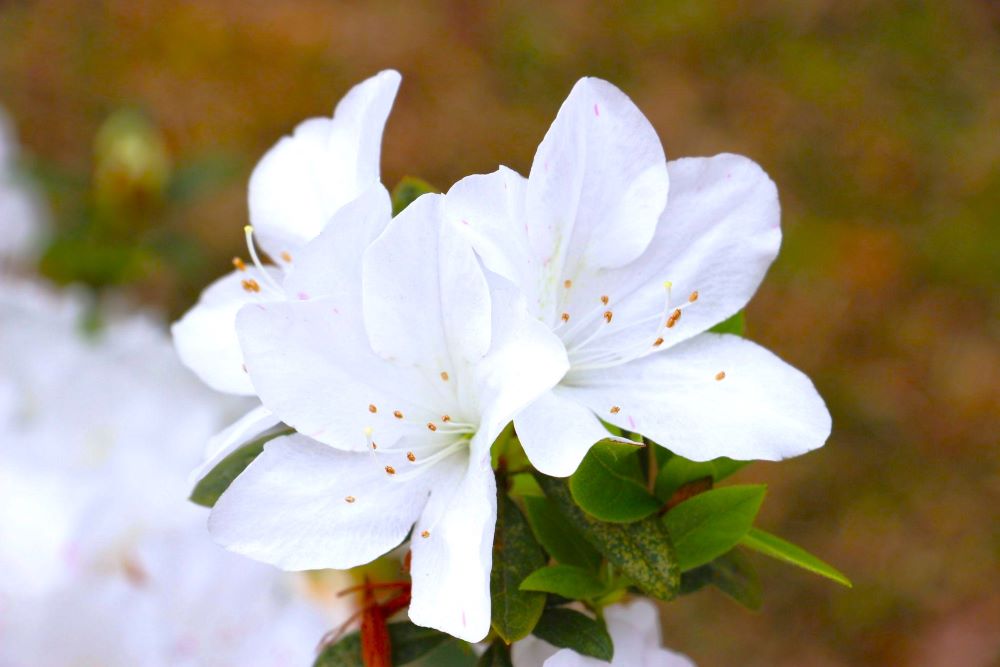 f4fc021d-63ad-4ca8-ba92-2c776d5503ee