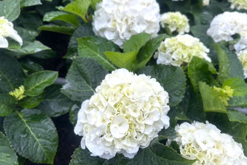 d18286d7-f5b7-4de7-add6-0f8a63239ed3