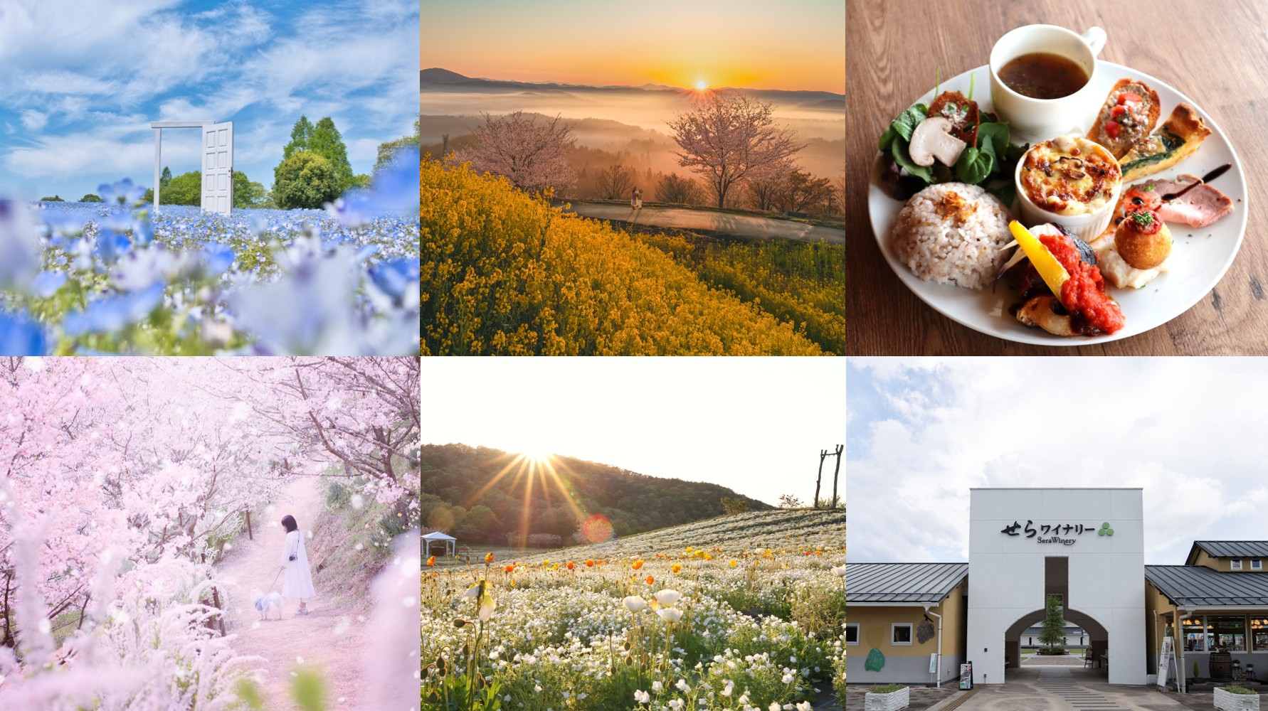 不只追櫻花！廣島世羅町春季花海盛開「櫻花隧道×彩虹鬱金香×芝櫻粉蝶花」一次收！