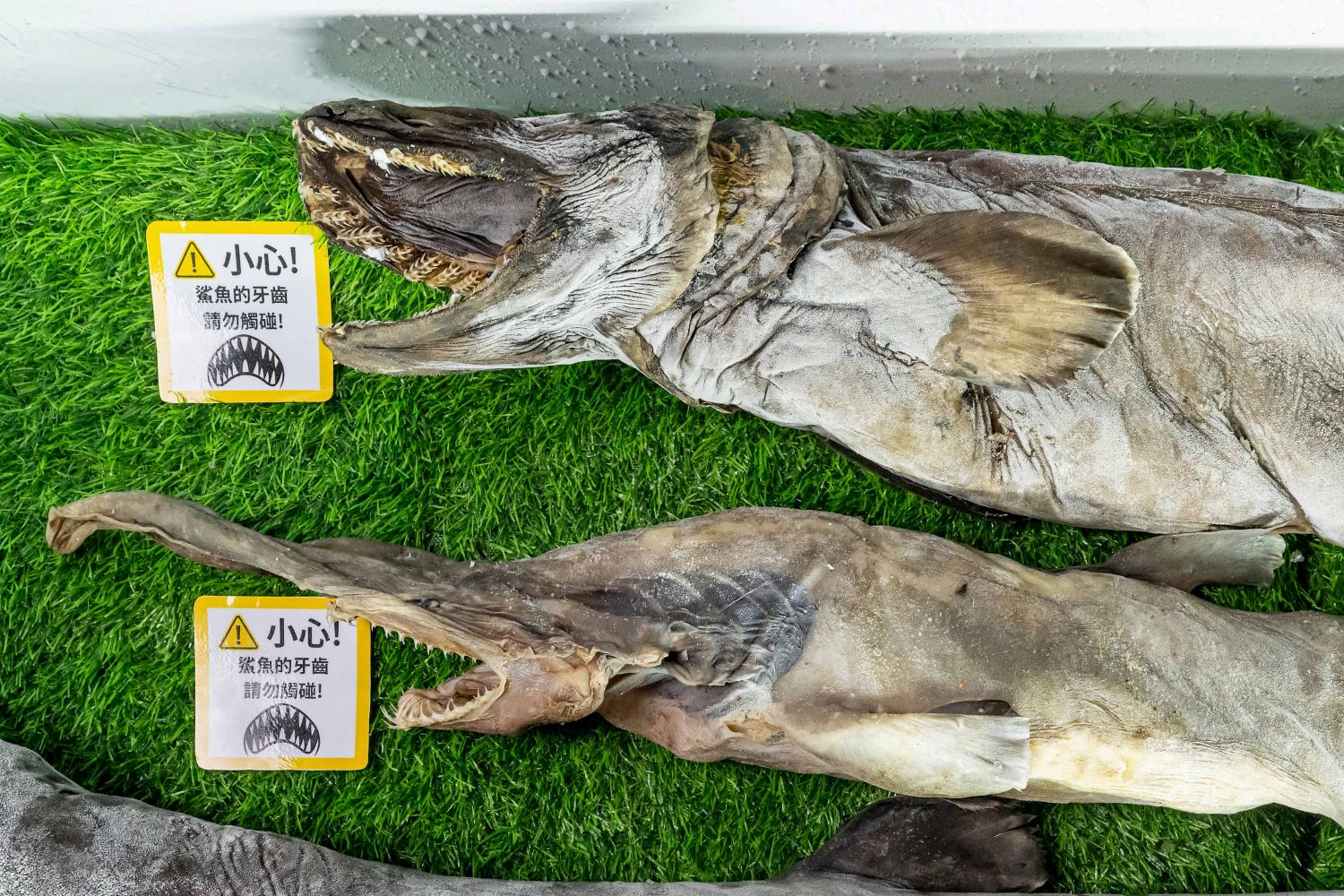 獨家引進日本橫浜八景島冷凍處理技術,讓民眾透過五感,感受生命在極端環境中的演化奇蹟。