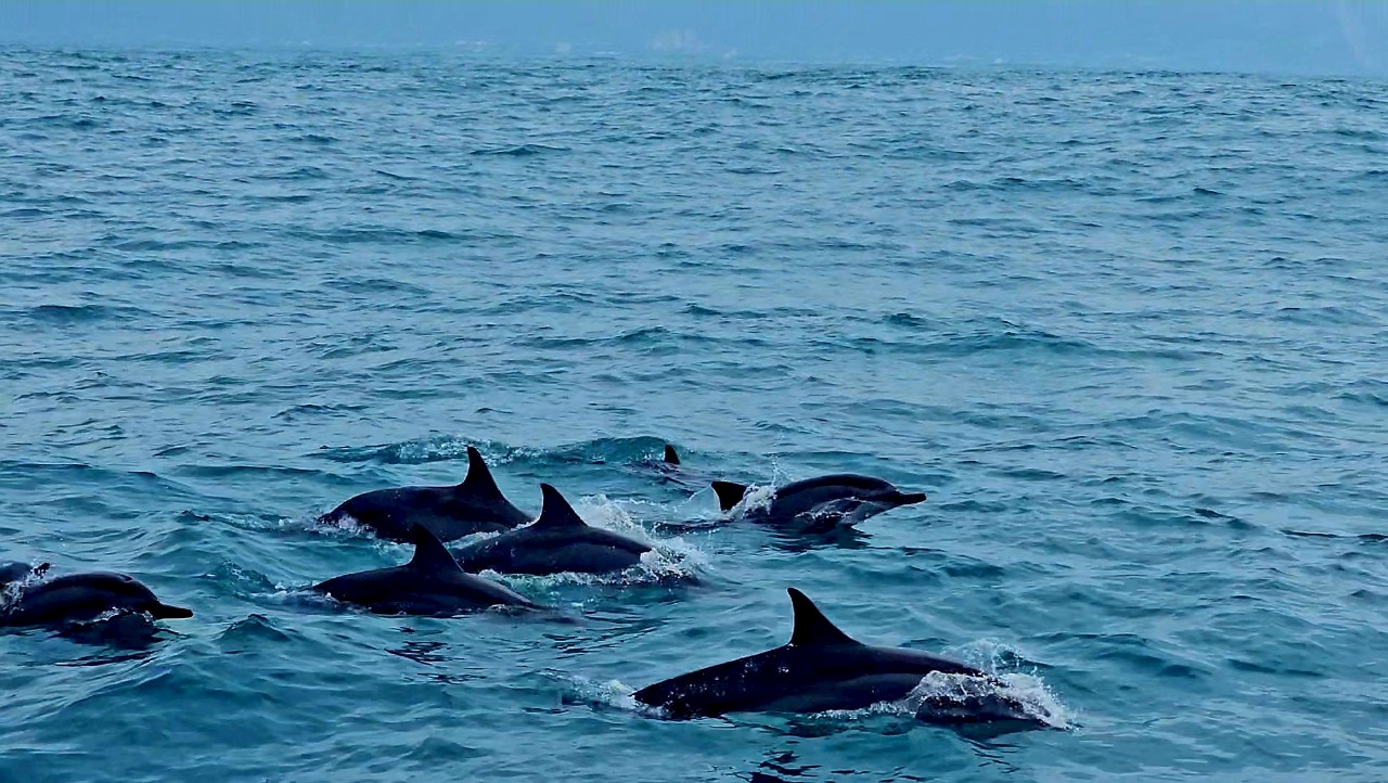 搭乘賞鯨船出海近距離觀賞鯨豚的「花蓮賞鯨趣」