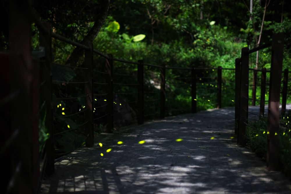 與螢火蟲展開一場夜間約會！八仙山自然教育中心「童螢季」正式開放報名｜生活｜日享傳媒 SunRiseSharing