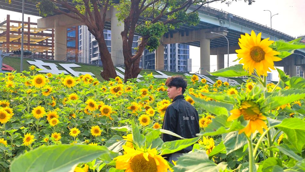 新北大都會花海向日葵花裡的帥氣身影