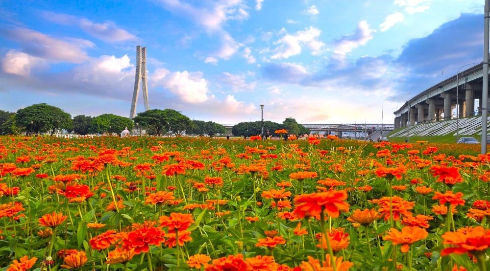 新北大都會橙黃花海與城市天際線