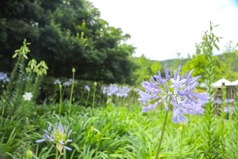 內雙溪愛情花季正式起跑：Chill植感活動、手作體驗與市集資訊一次看