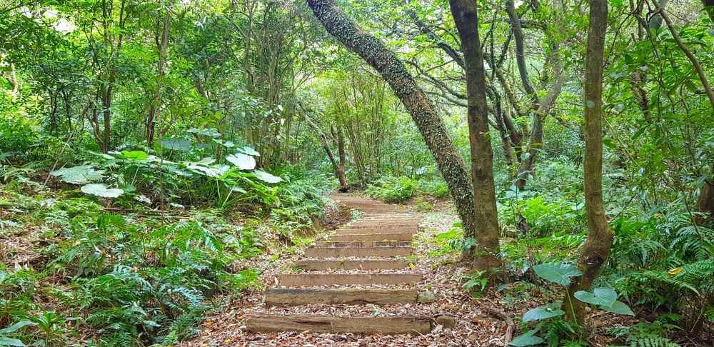 金山大路崁步道以古樸木階蜿蜒於茂密林間，豐富的蕨類與斑駁光影交織，展現幽靜的生態之美。