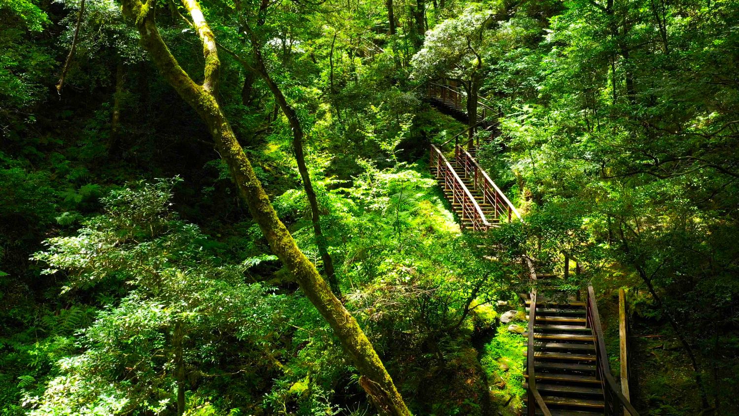 拉拉山國家森林遊樂區巨木群步道(新竹分署提供)