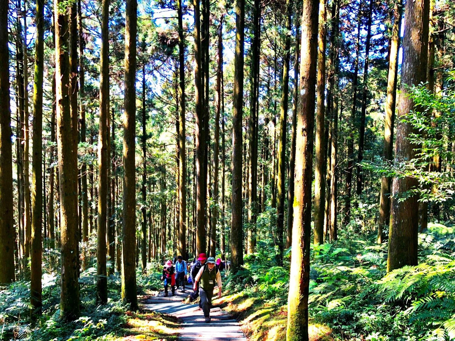 東眼山國家森林遊樂區柳杉林(新竹分署提供)