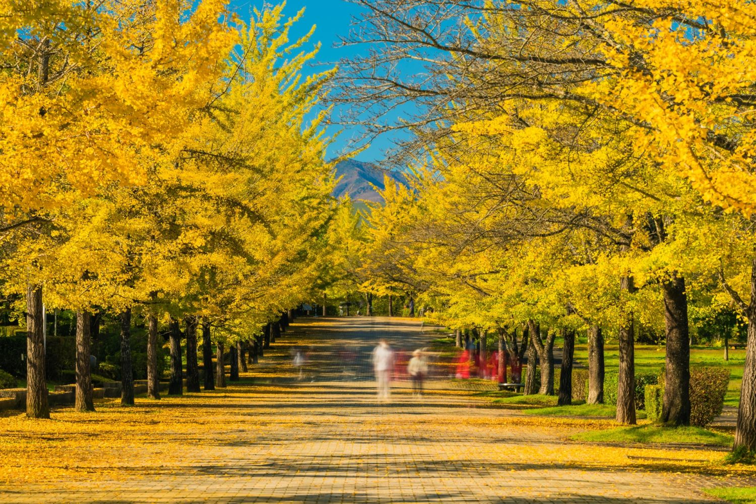 秩父綠色繆思公園