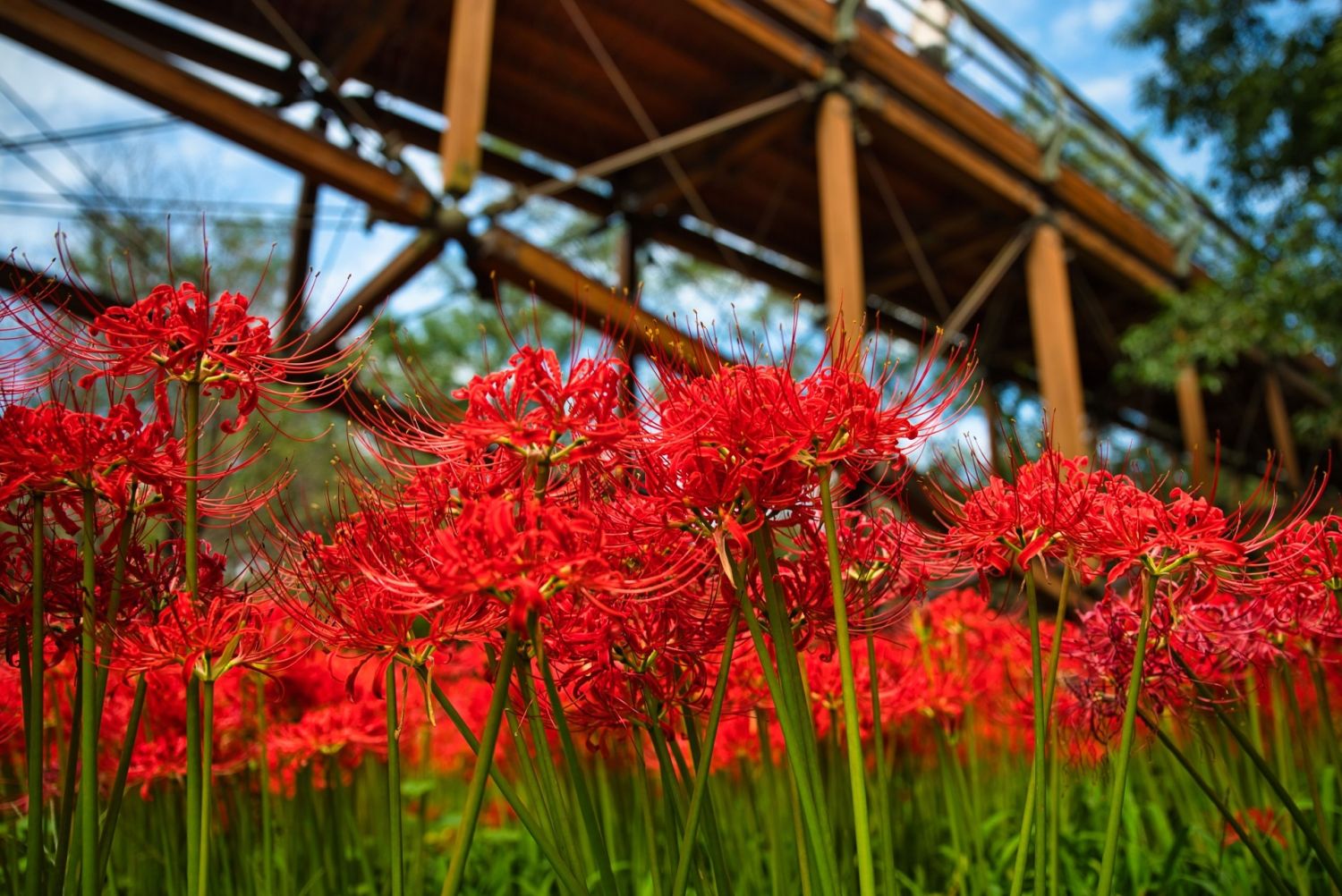 巾着田曼珠沙華公園2