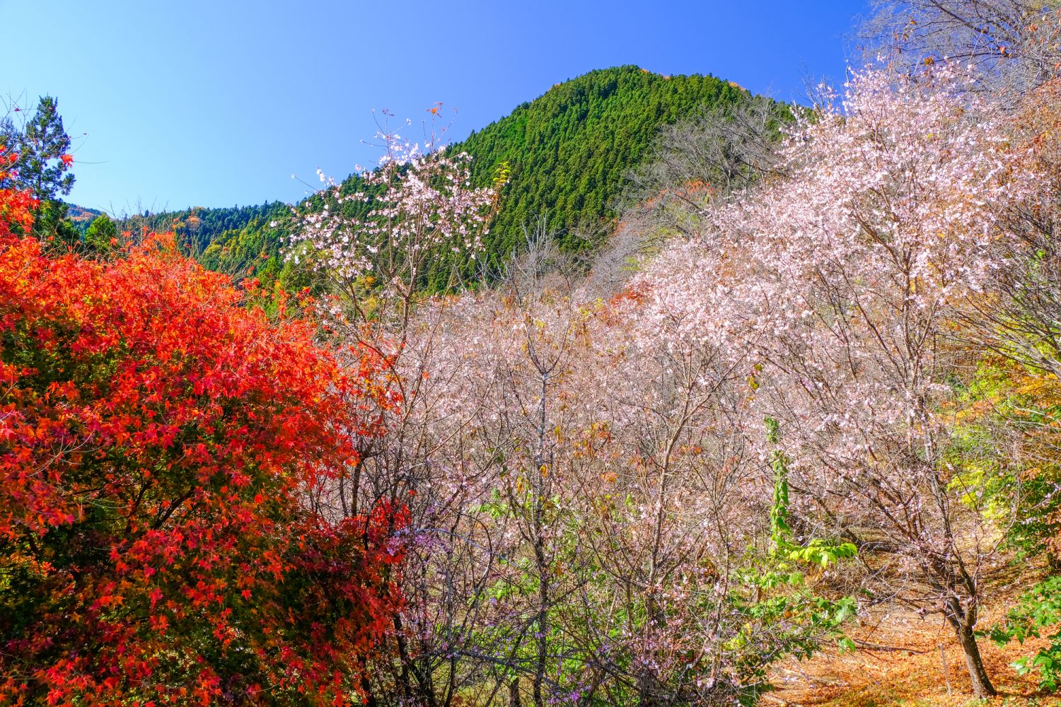 城峯公園