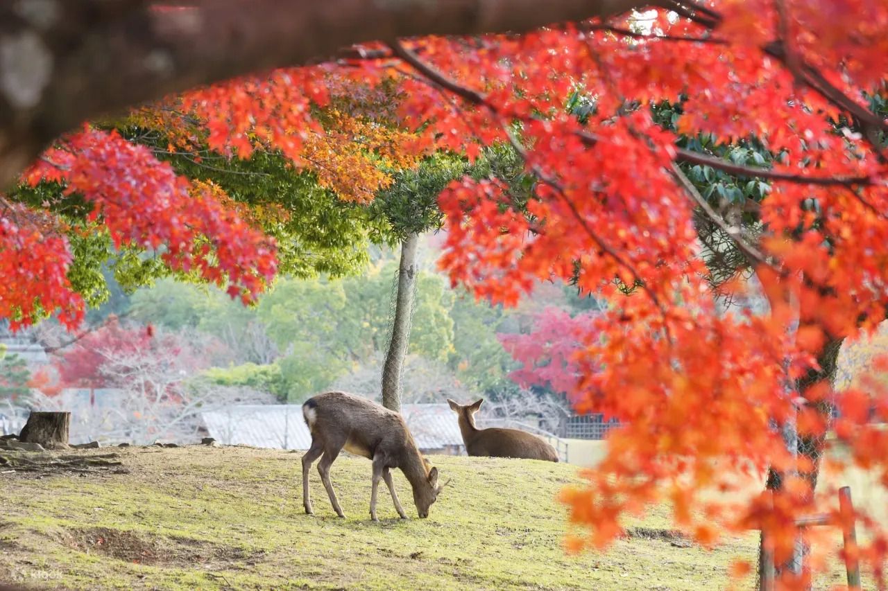 3. 旅客可透過京都奈良一日遊穿梭千年古都與以鹿為靈魂的城市
