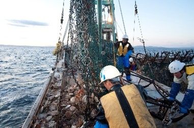 從產地捕撈、加工到冷鏈配送,日本產帆立貝透過完善的供應體系,將鮮甜滋味送上世界各地的餐桌