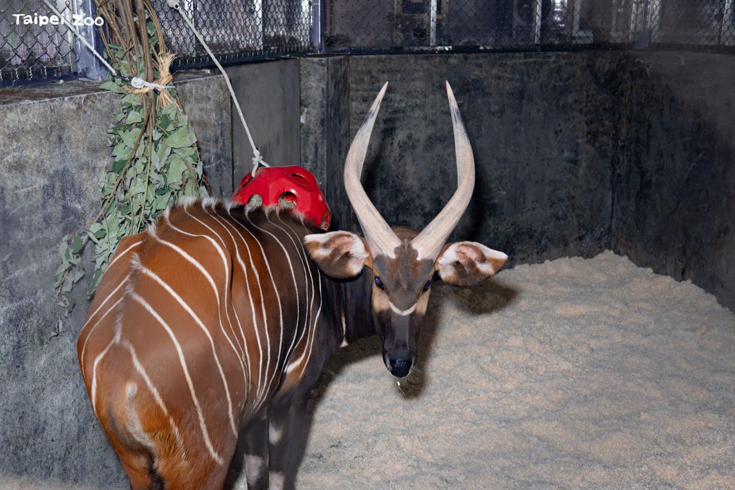 飛越半個地球！雄性山地斑哥條紋羚「Harris」加入臺北市立動物園｜生活｜日享傳媒 SunRiseSharing