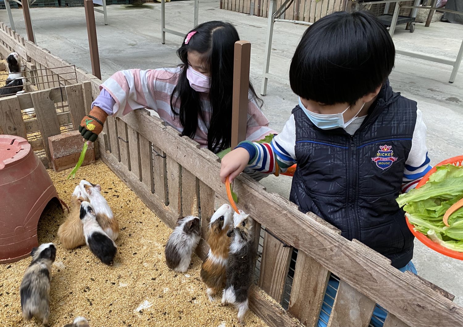 推薦到五股環保藝術公園欣賞耶誕燈景之前，白天可先到準休閒農場遊憩，感受不同面向的在地魅力。